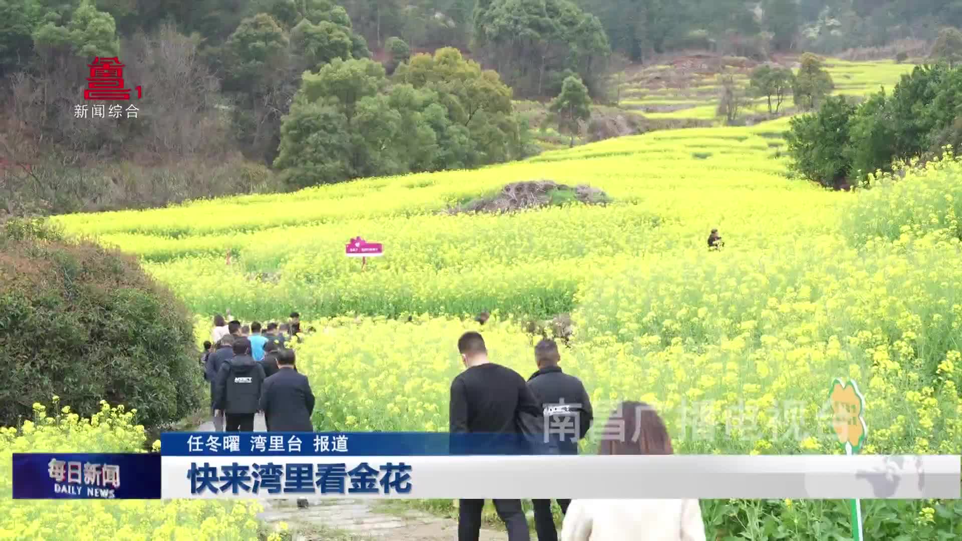 快来湾里看金花