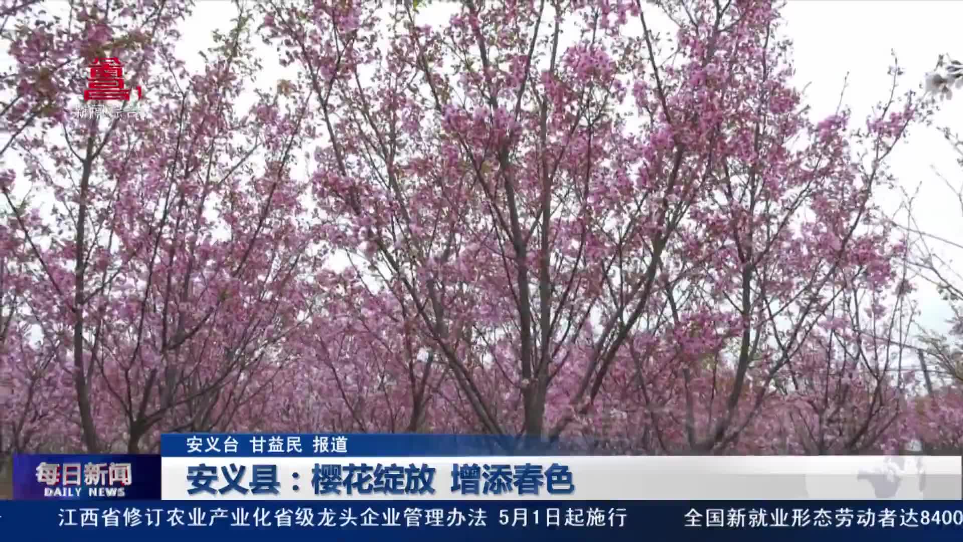 安义县：樱花绽放 增添春色