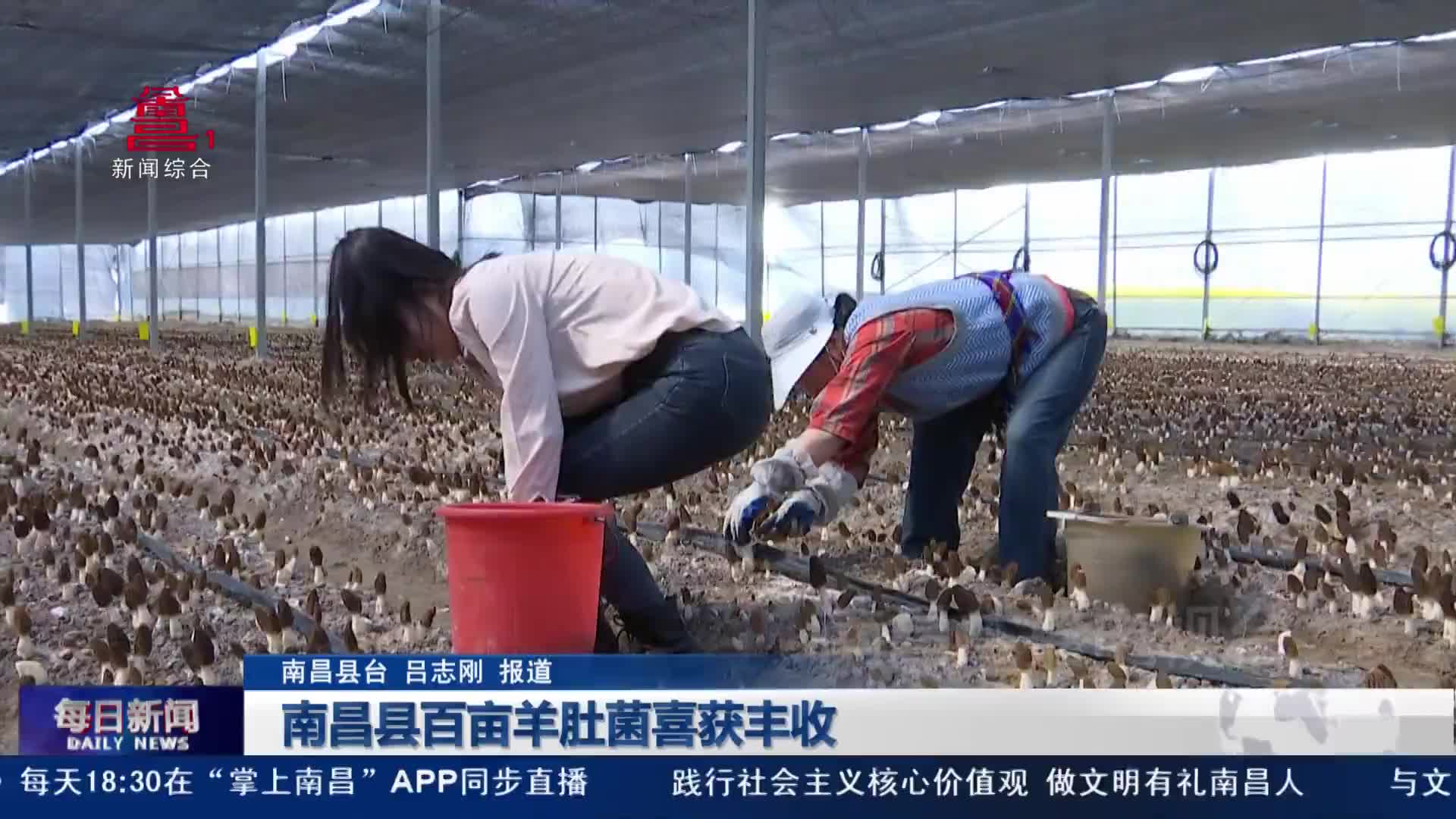 南昌县百亩羊肚菌喜获丰收