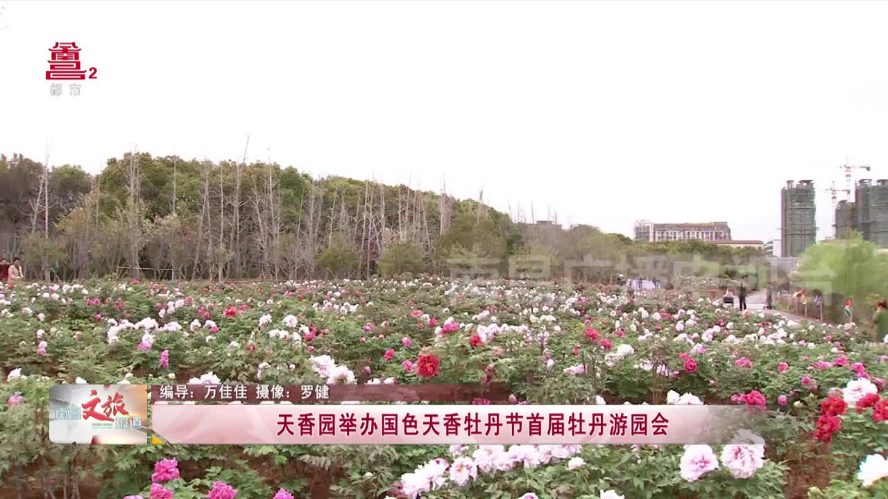 天香园举办国色天香牡丹节首届牡丹游园会