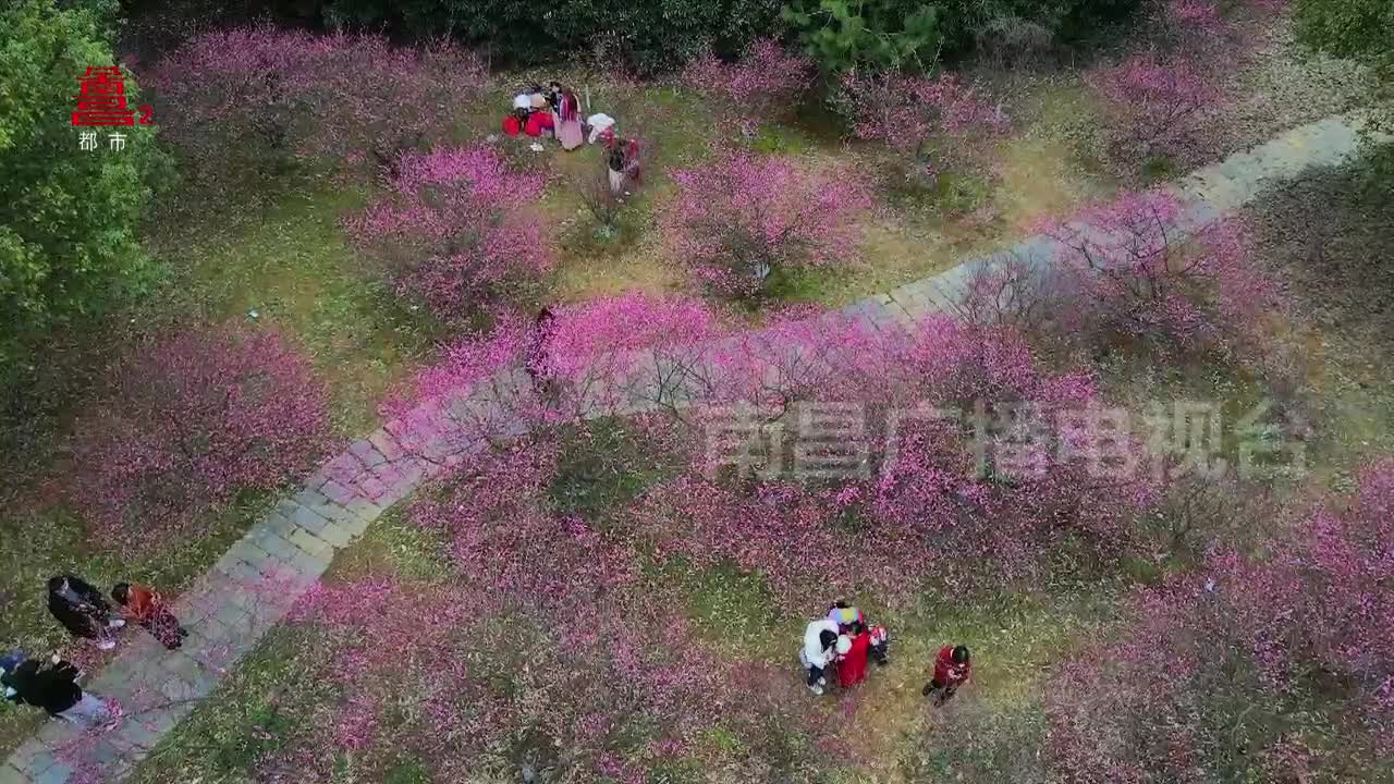 网红打卡点：准备好了吗？春日限定浪漫来袭