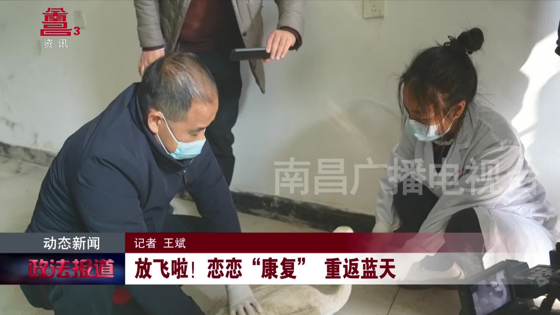 放飞啦！恋恋“康复” 重返蓝天