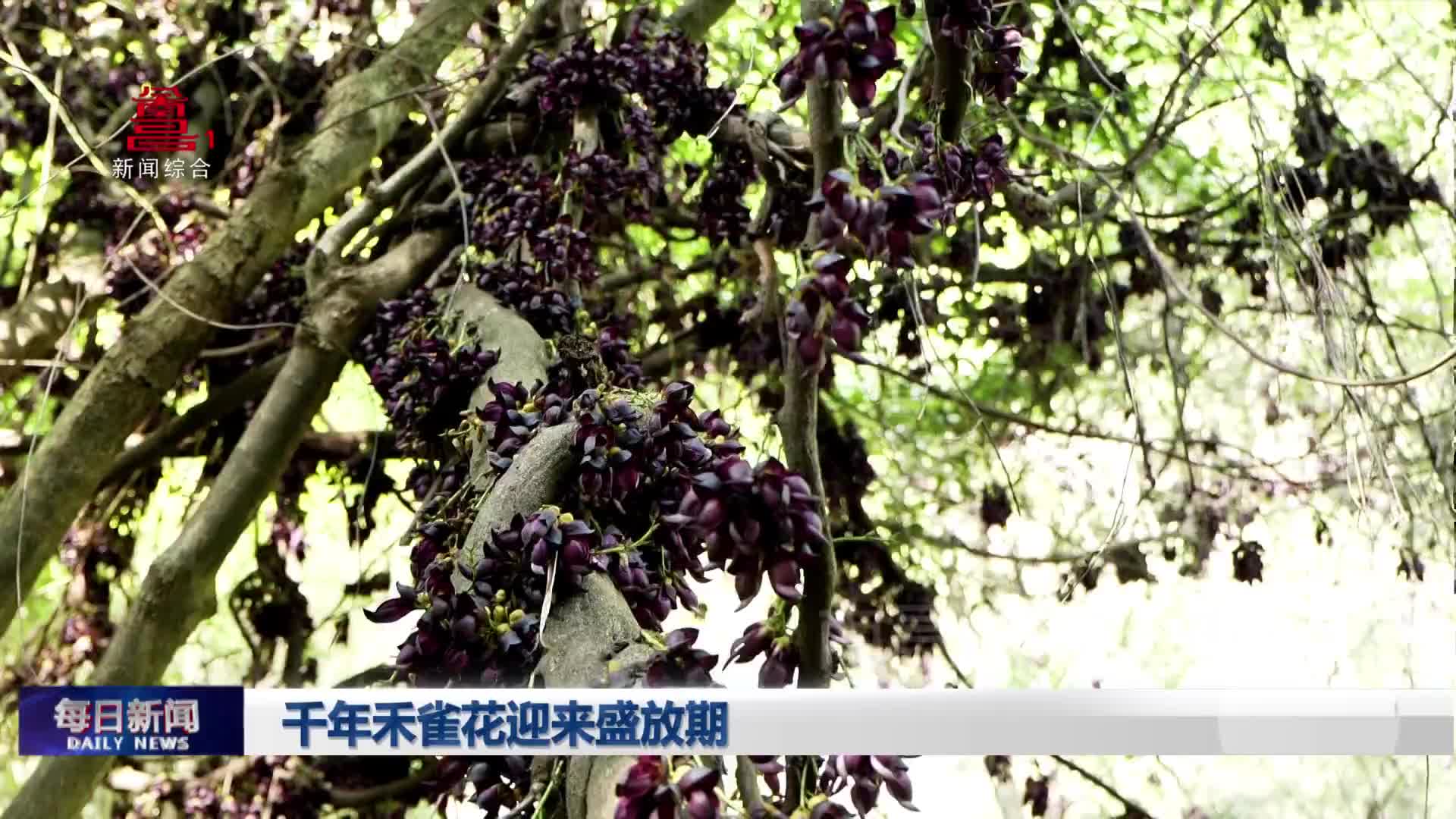 千年禾雀花迎来盛放期