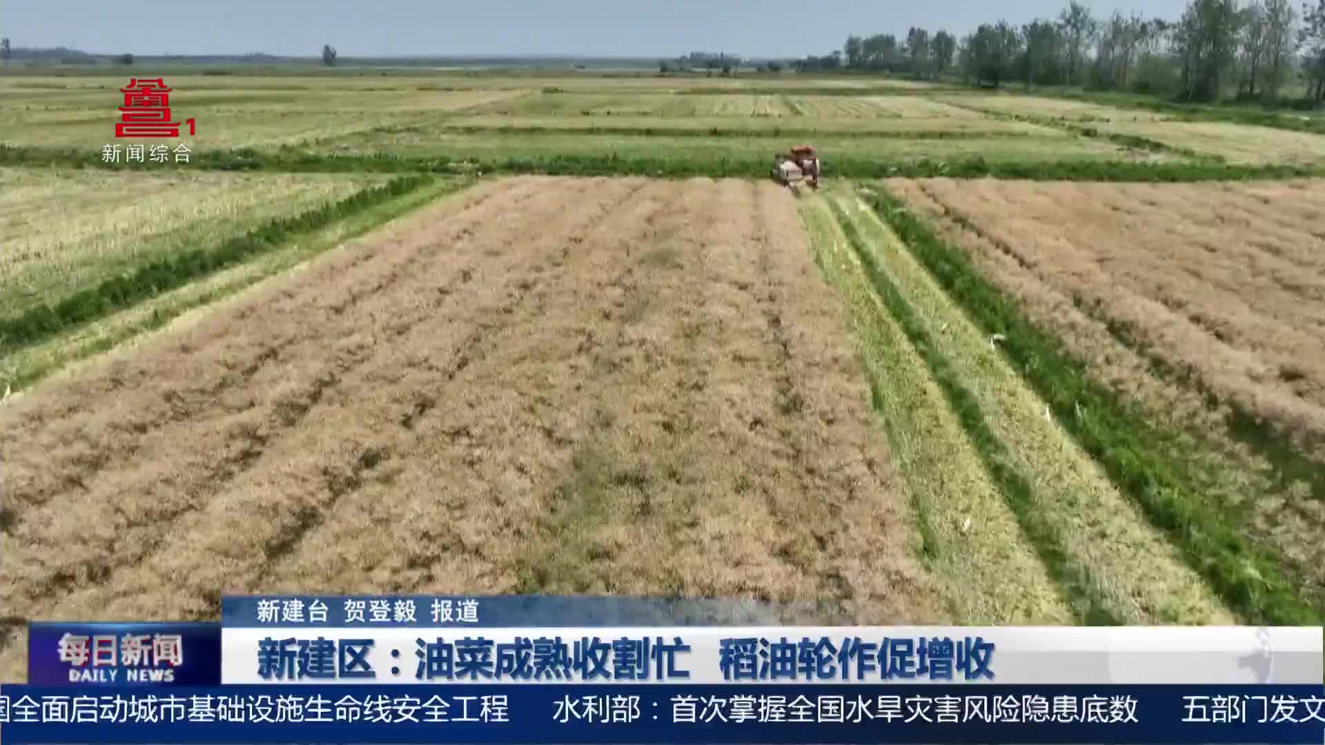 新建区：油菜成熟收割忙 稻油轮作促增收