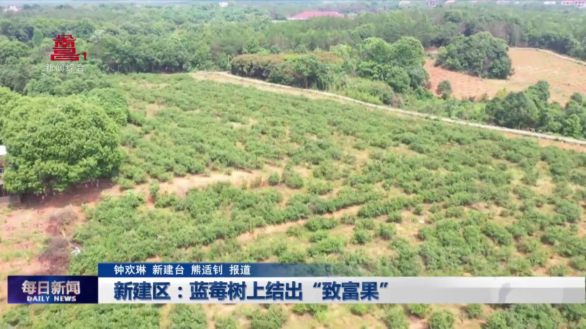 新建区：蓝莓树上结出“致富果”