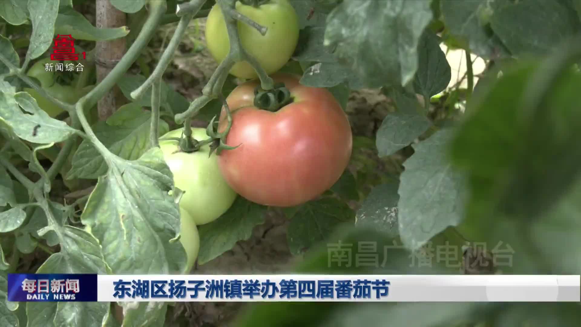东湖区扬子洲镇举办第四届番茄节