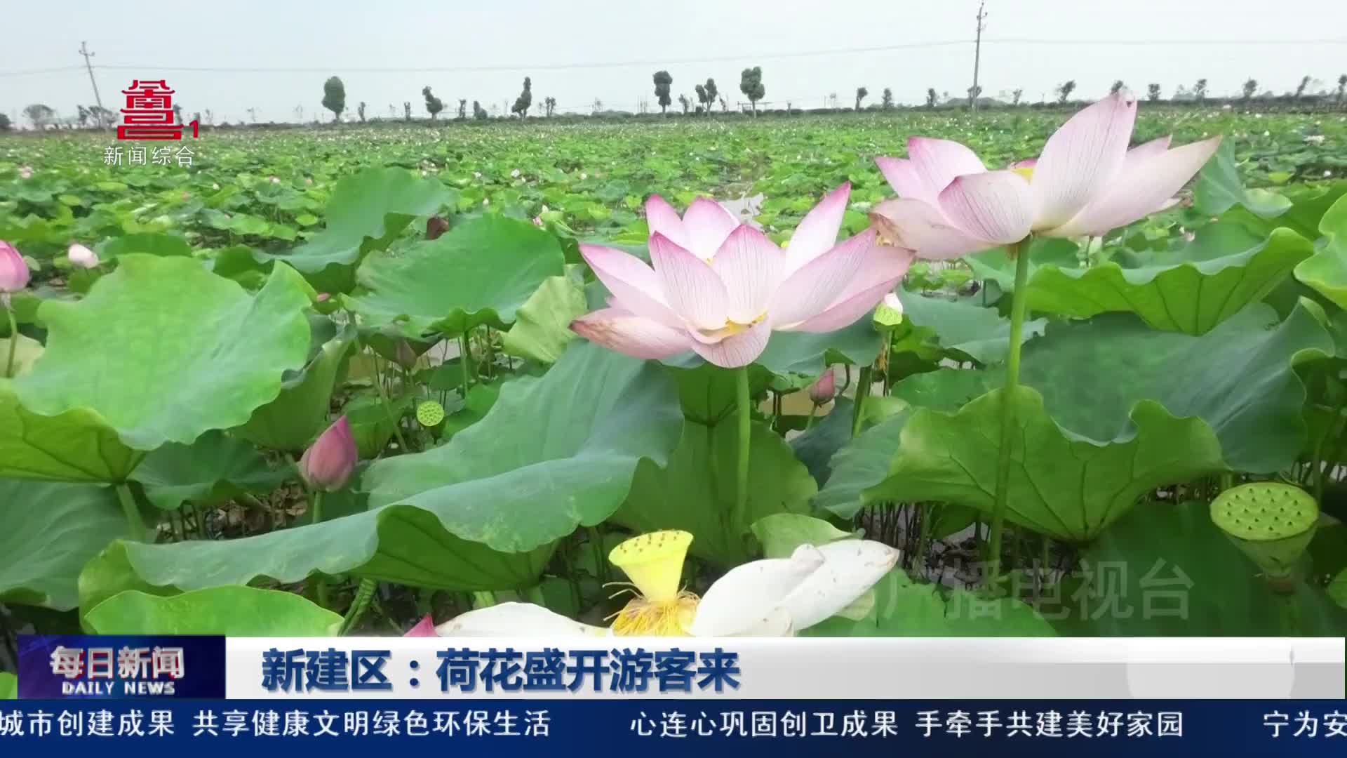 新建区：荷花盛开游客来