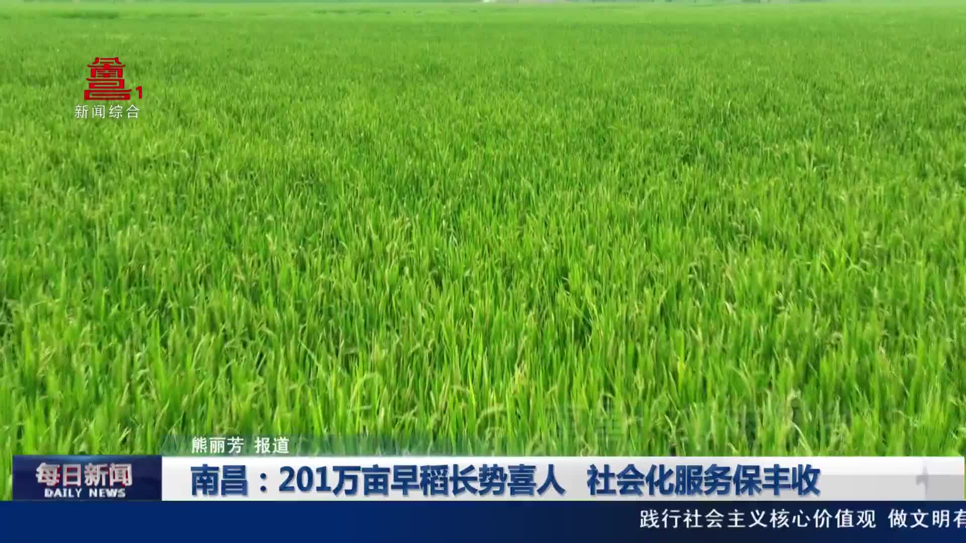 南昌：201万亩早稻长势喜人 社会化服务保丰收