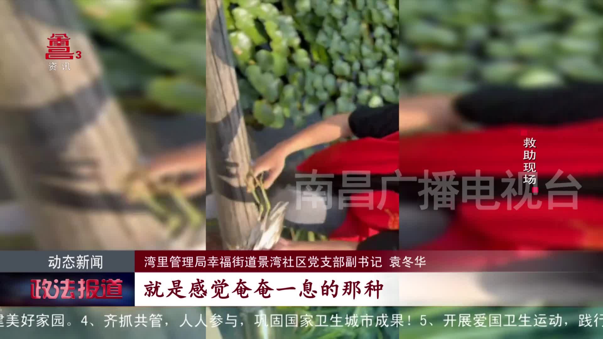 池鹭受伤溺水 他们接力救助