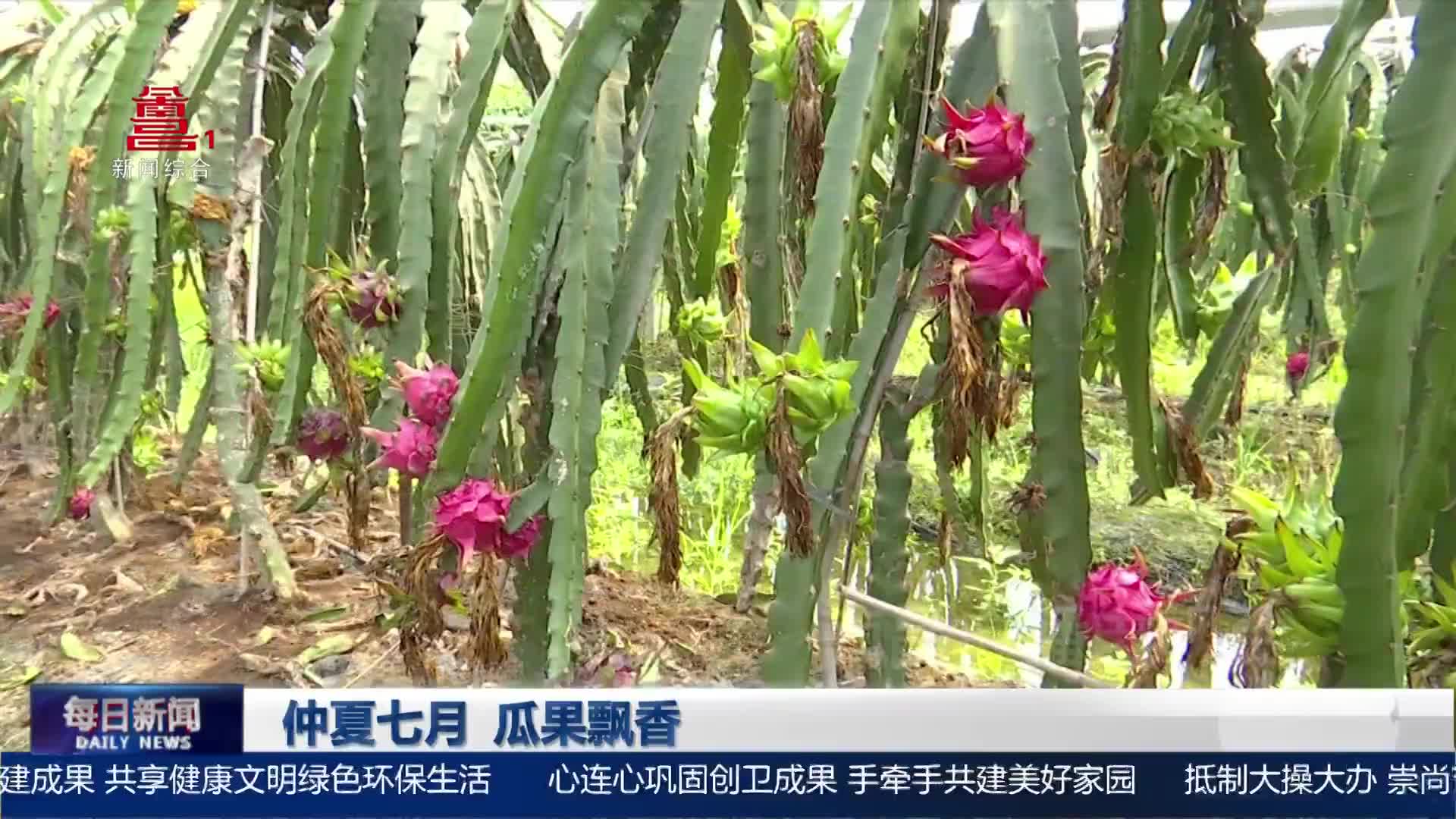 仲夏七月 瓜果飘香