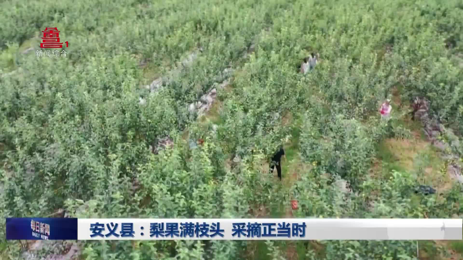 安义县：梨果满枝头 采摘正当时