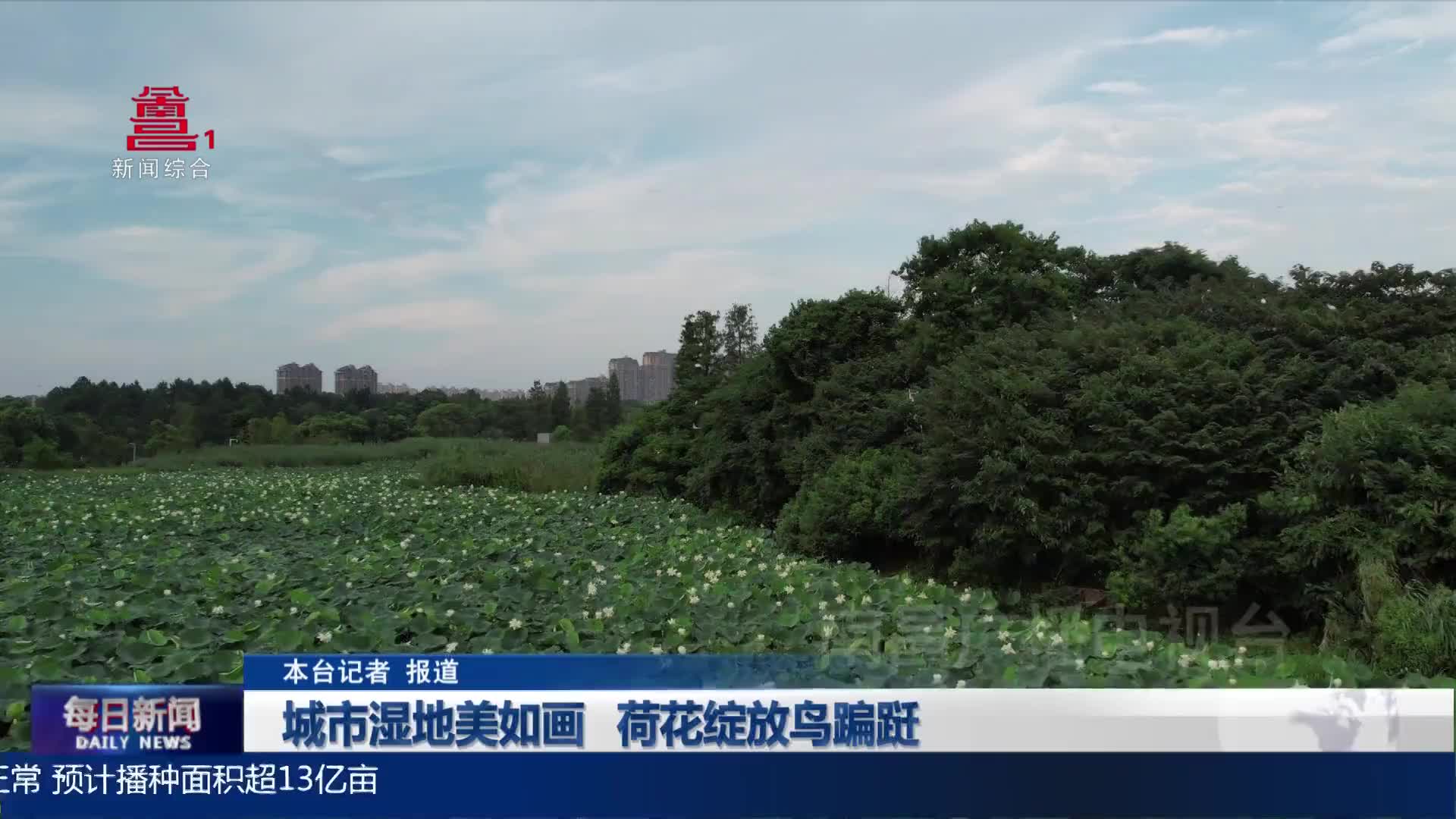 城市湿地美如画   荷花绽放鸟蹁跹