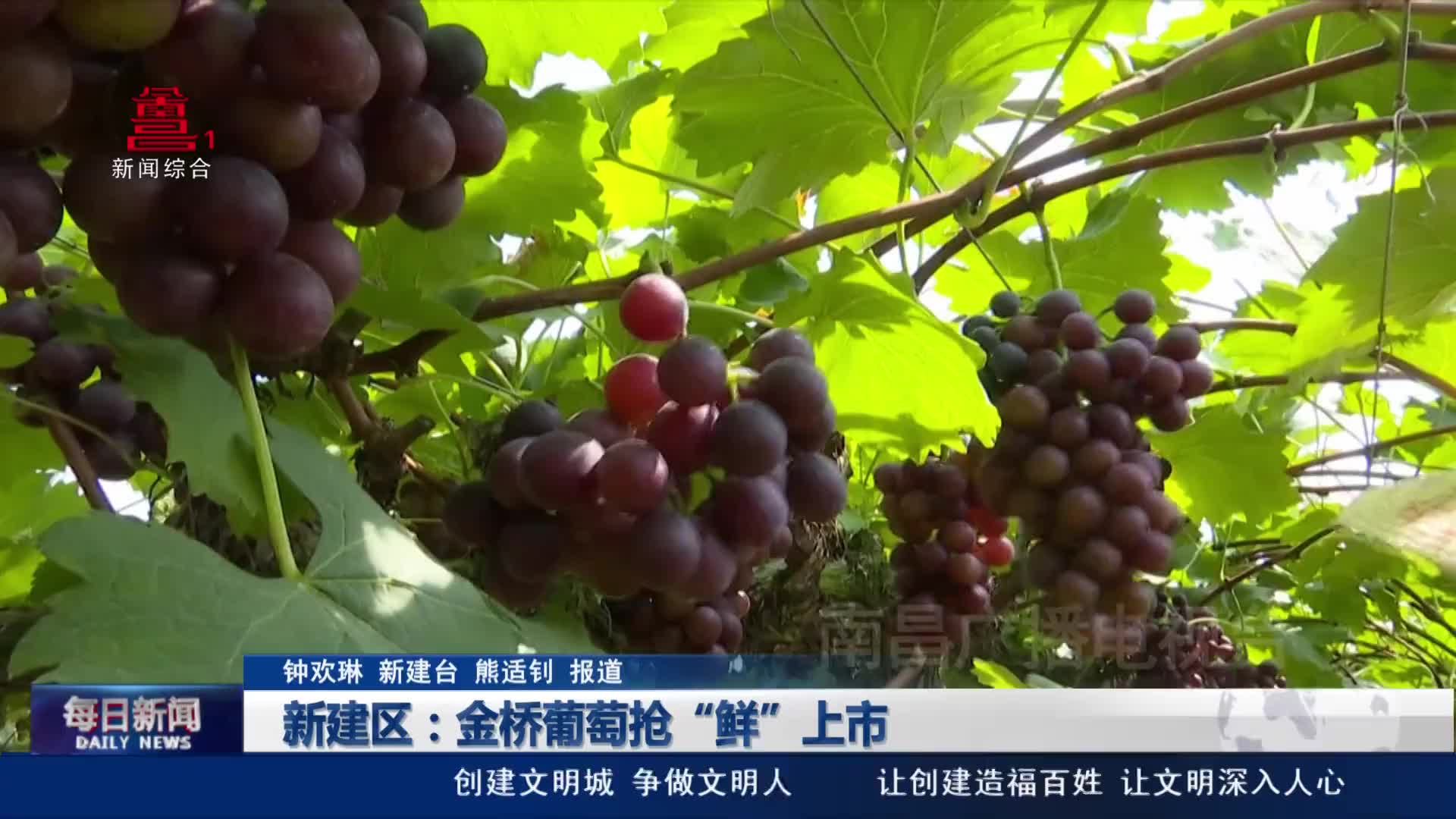 新建区：金桥葡萄抢“鲜”上市