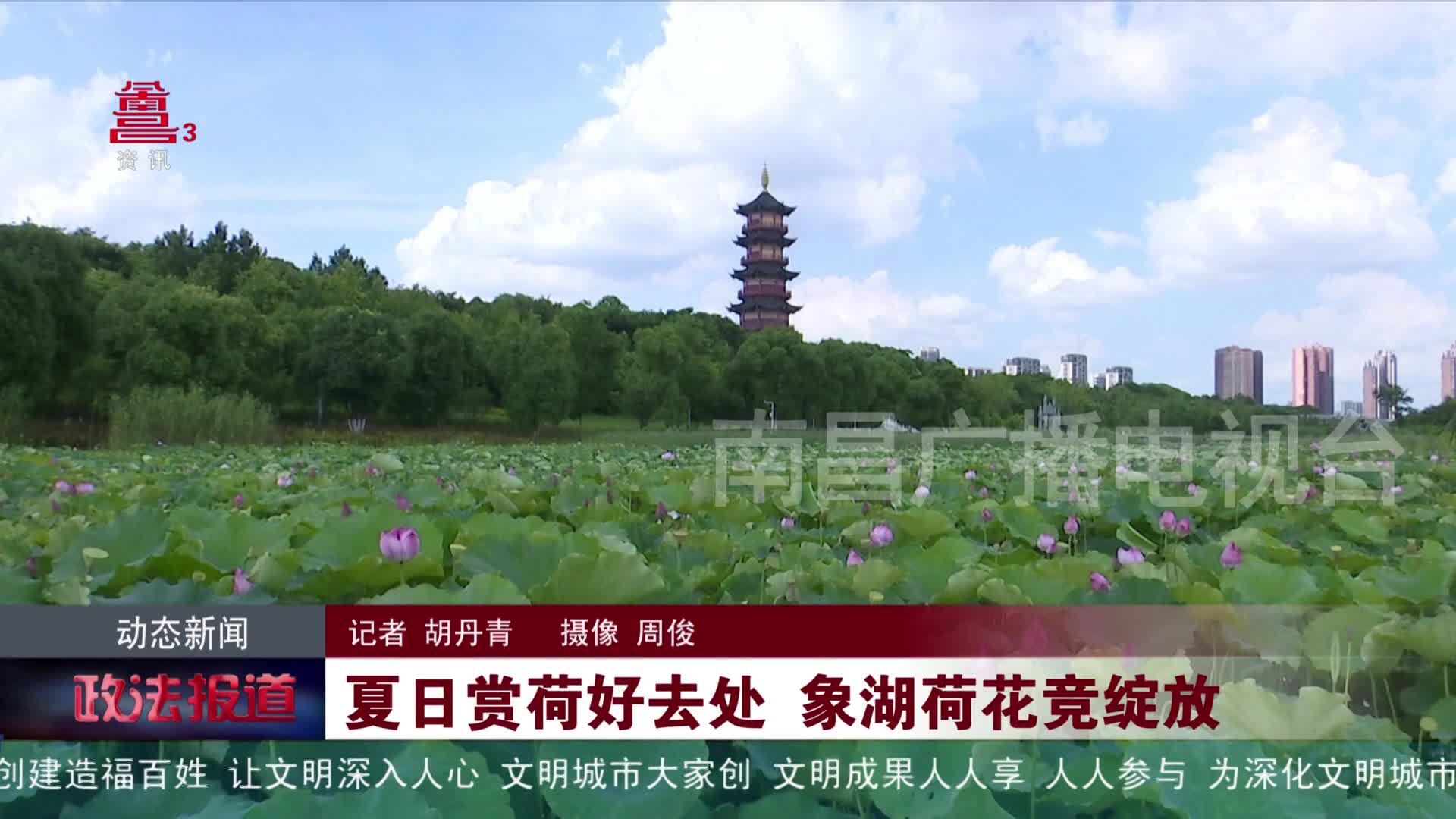 夏日赏荷好去处 象湖荷花竞绽放