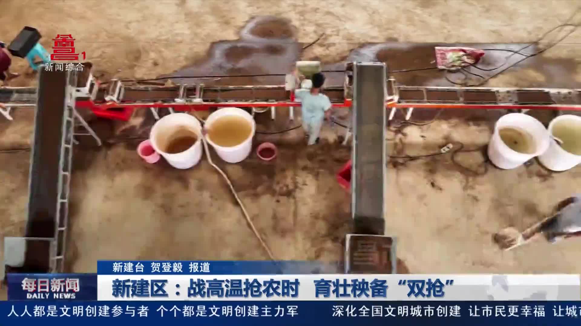 新建区：战高温抢农时 育壮秧备“双抢”