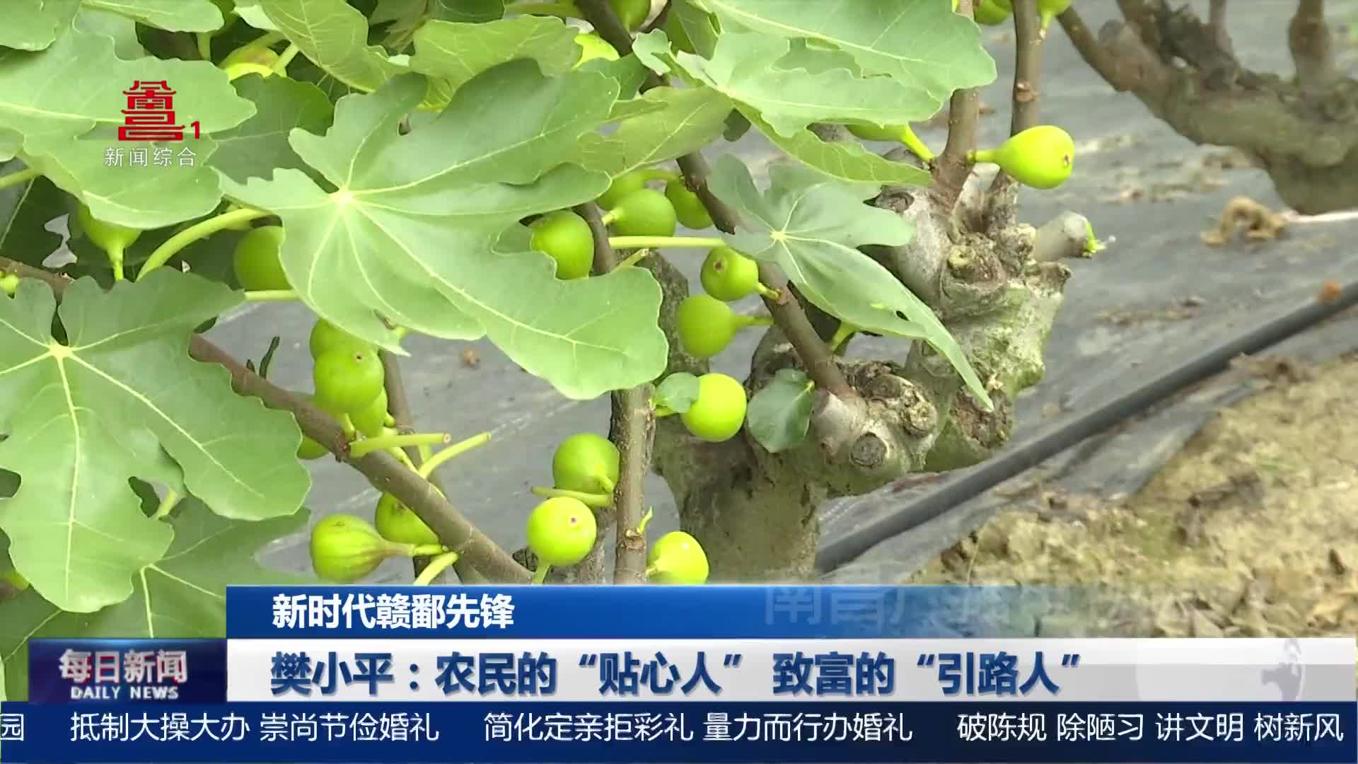 樊小平：农民的“贴心人” 致富的“引路人”