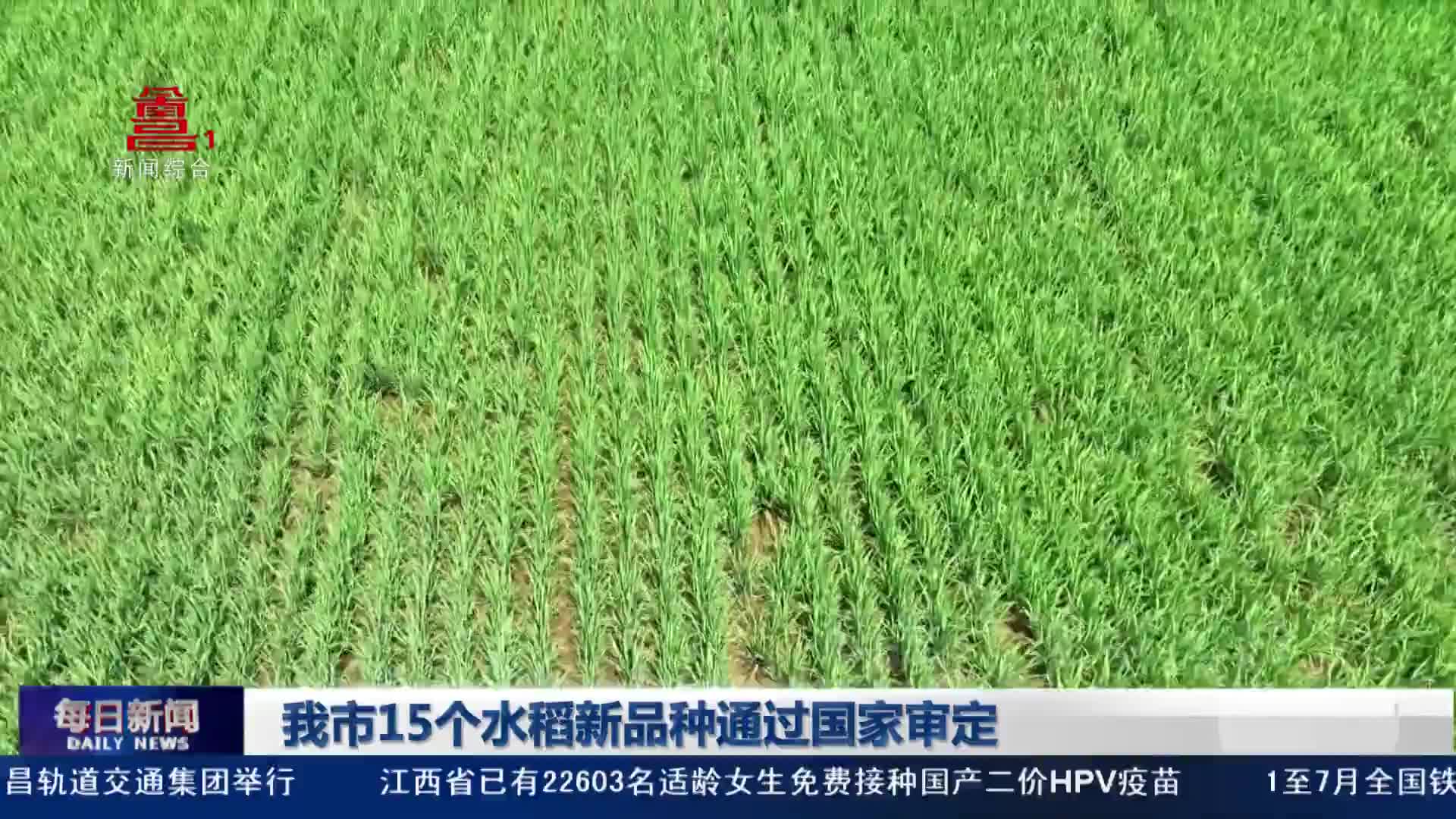 我市15个水稻新品种通过国家审定