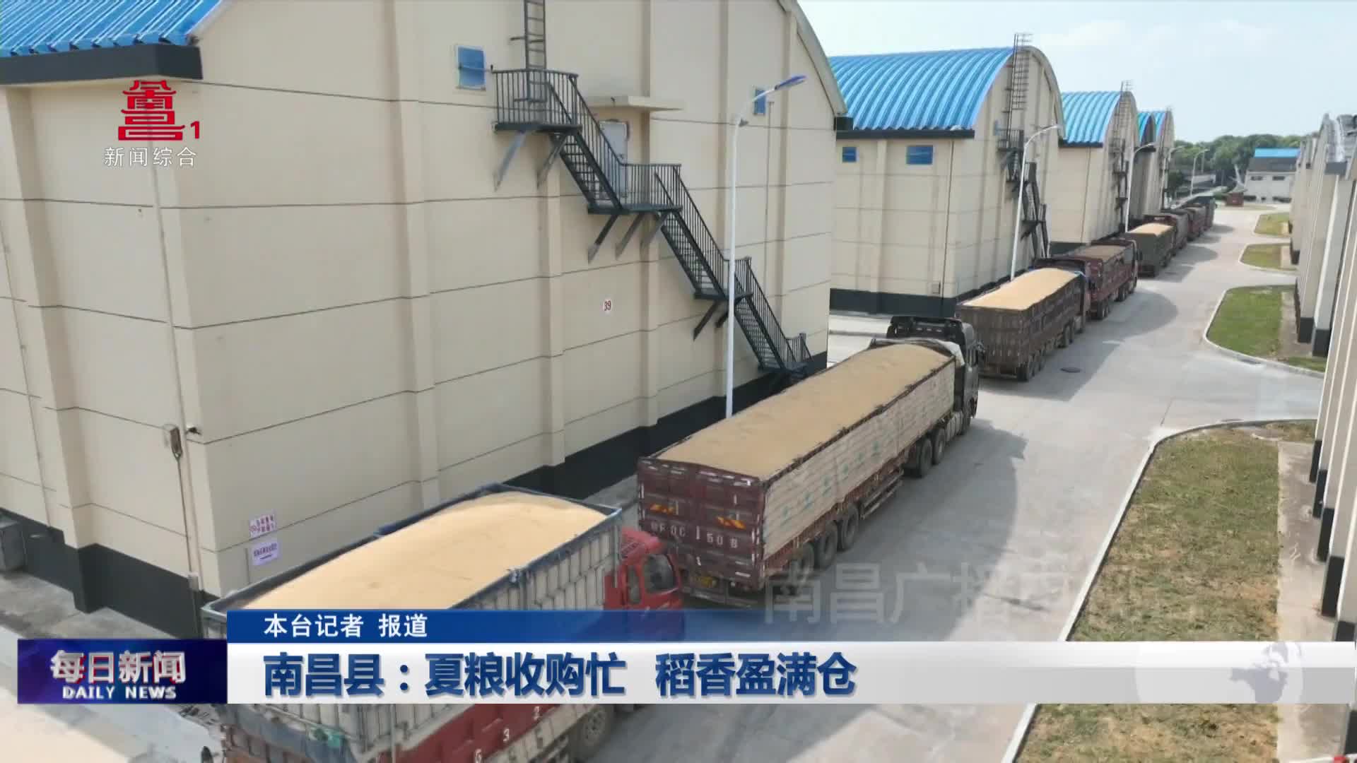 南昌县：夏粮收购忙 稻香盈满仓