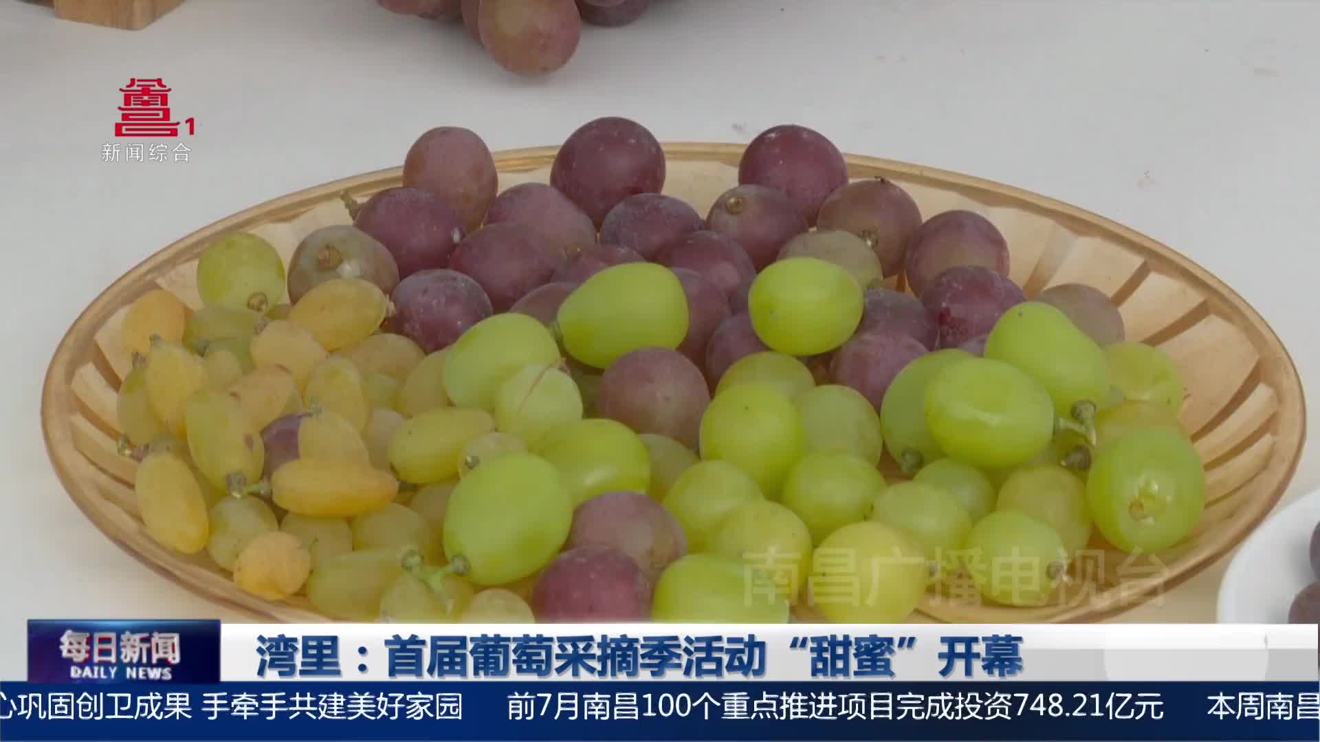 湾里：首届葡萄采摘季活动“甜蜜”开幕