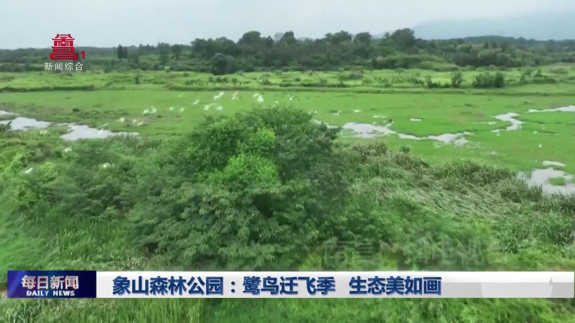 象山森林公园：鹭鸟迁飞季   生态美如画