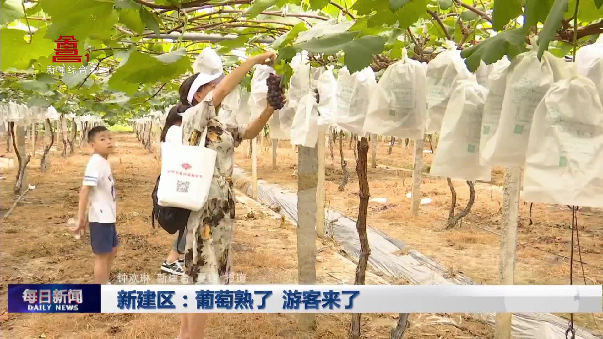 新建区：葡萄熟了 游客来了