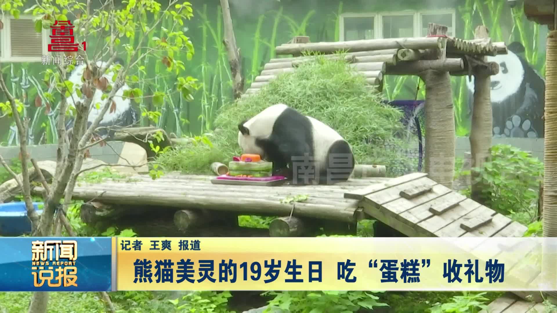 熊猫美灵的19岁生日 吃“蛋糕”收礼物