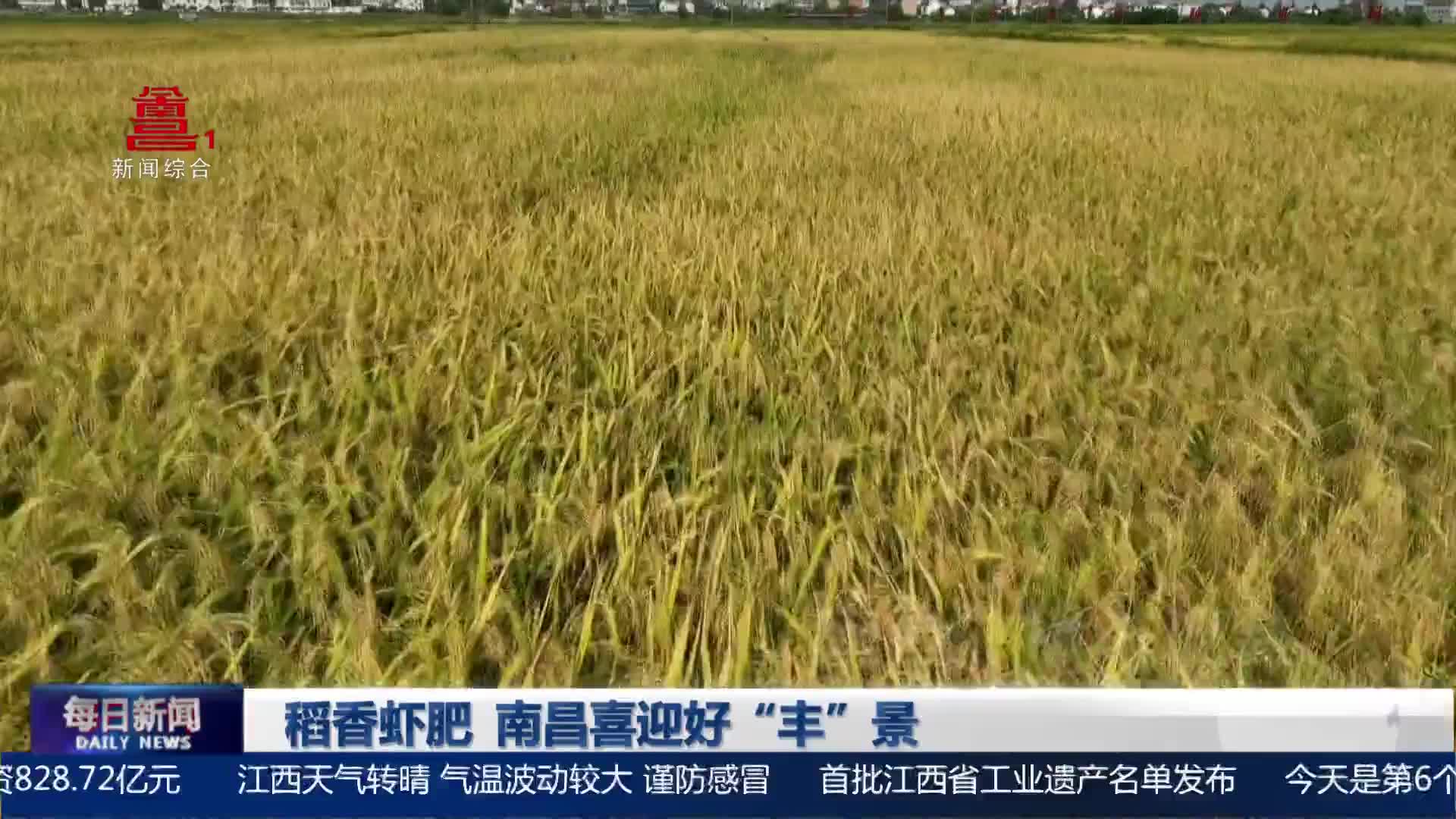 稻香虾肥 南昌喜迎好“丰”景