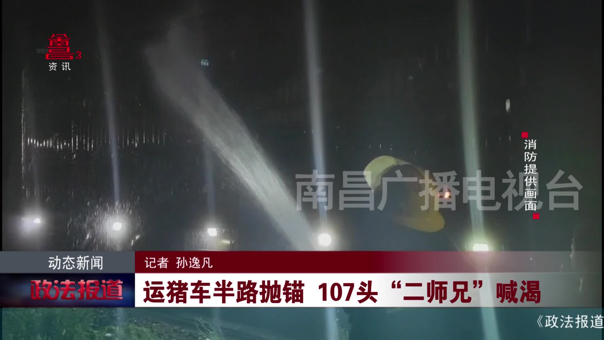 运猪车半路抛锚 107头“二师兄”喊渴