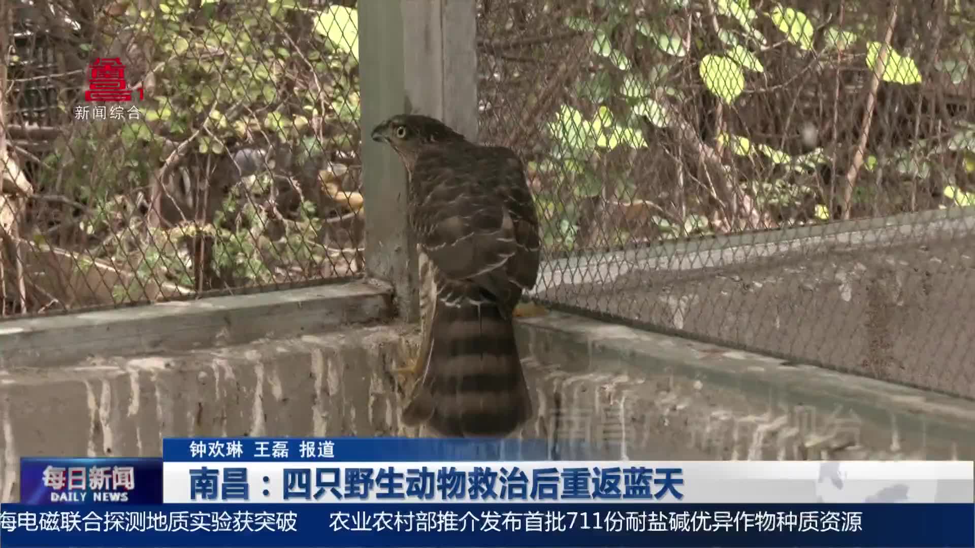 南昌：四只野生动物救治后重返蓝天