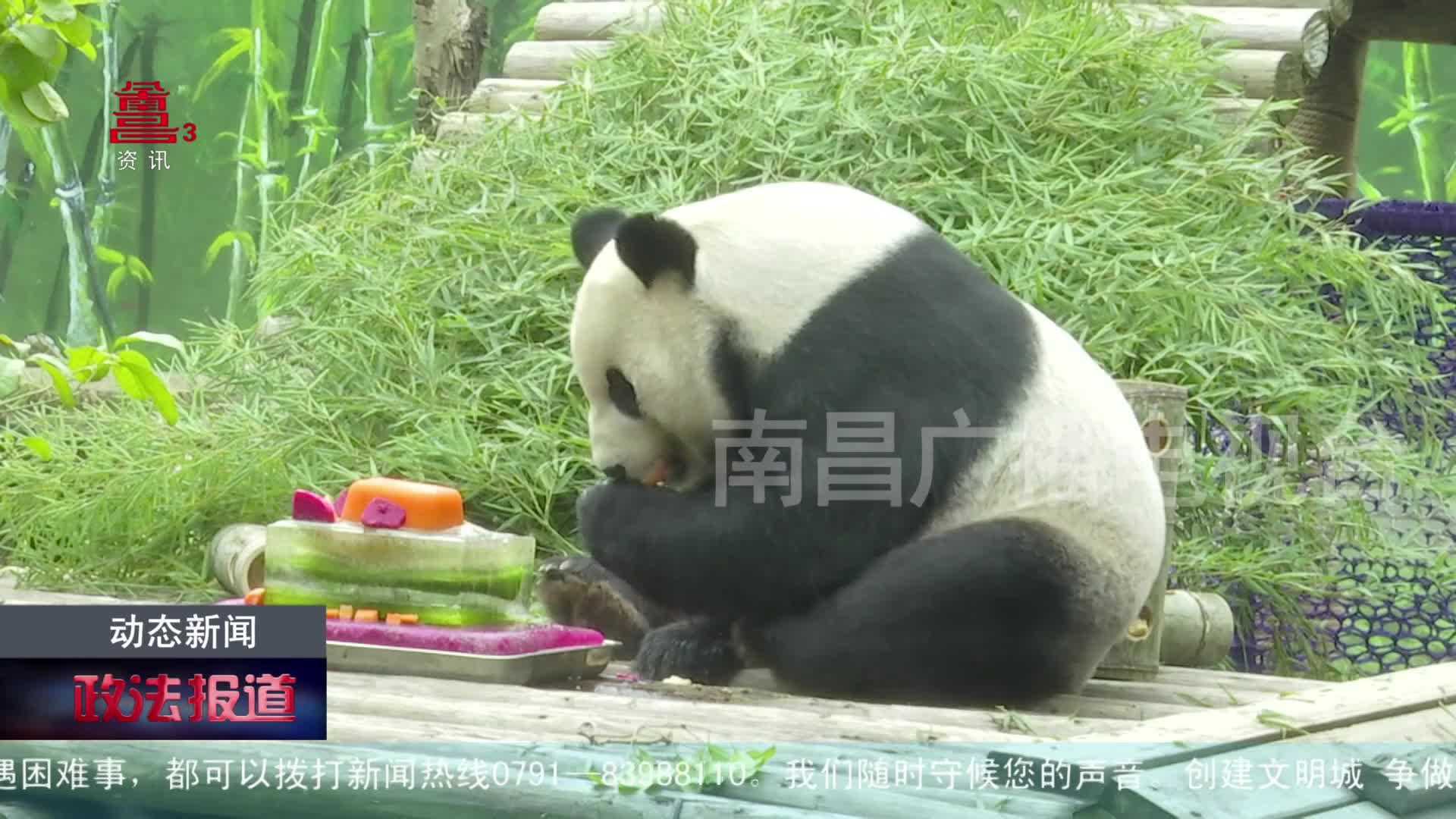 大熊猫美灵过19岁生日 吃蛋糕收礼物乐享老年生活