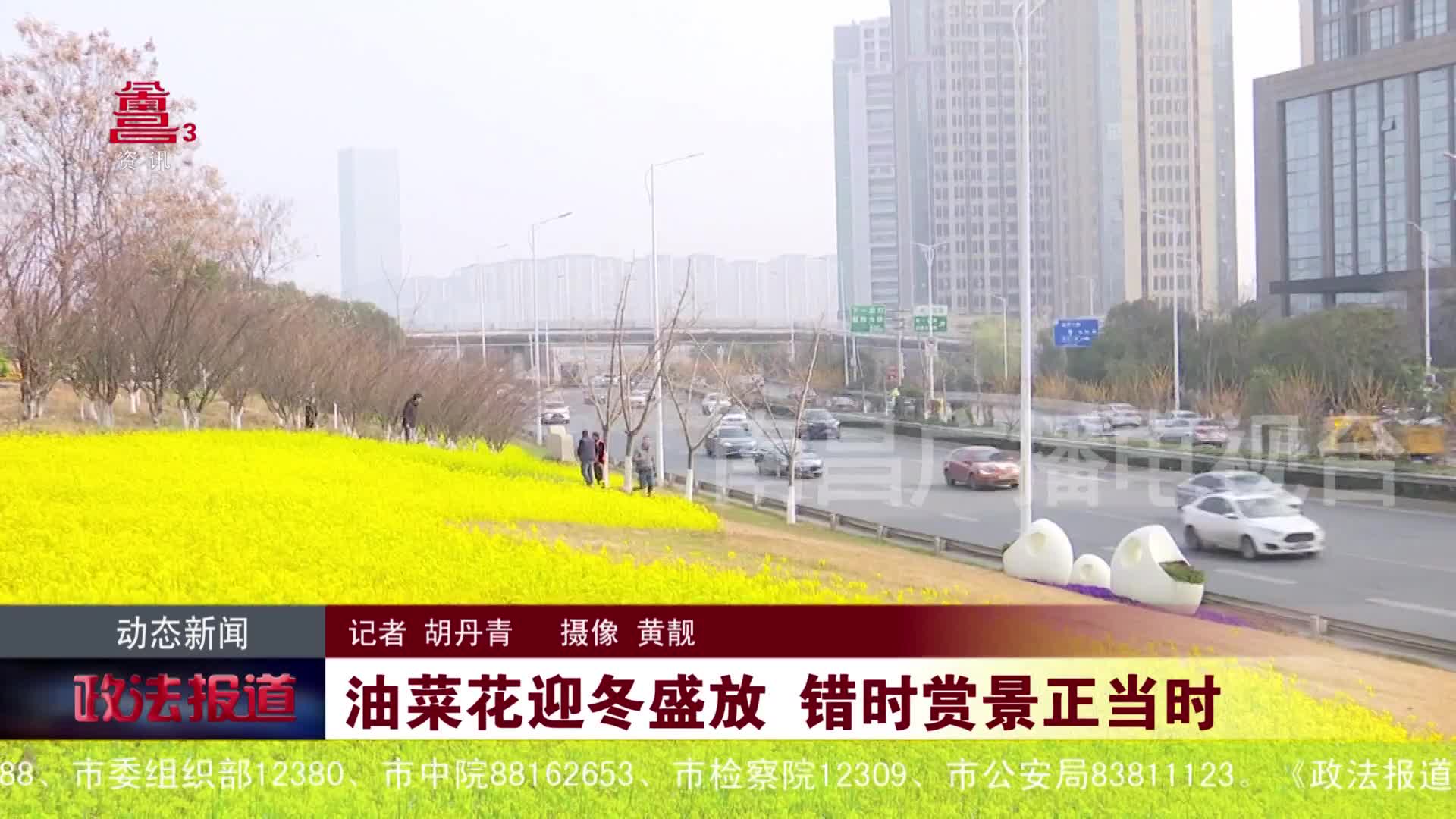 油菜花迎冬盛放 错时赏景正当时