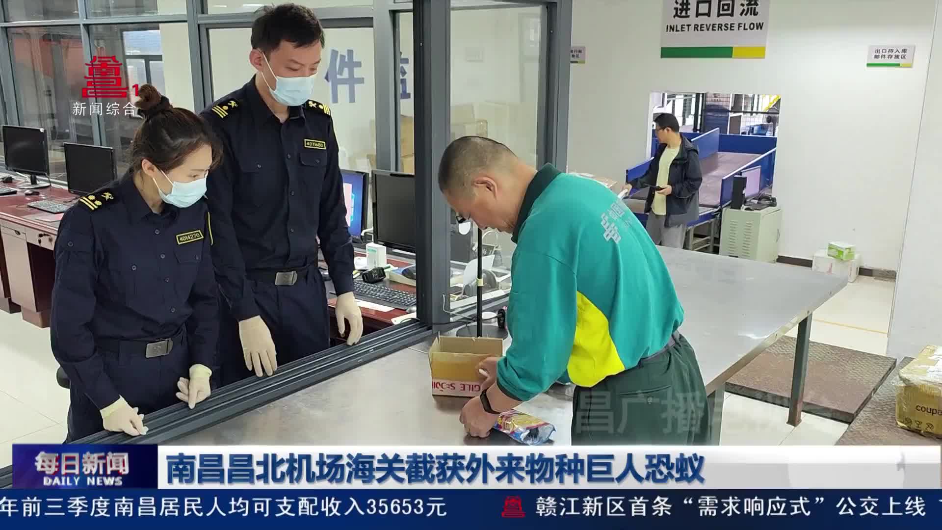 南昌昌北机场海关截获外来物种巨人恐蚁