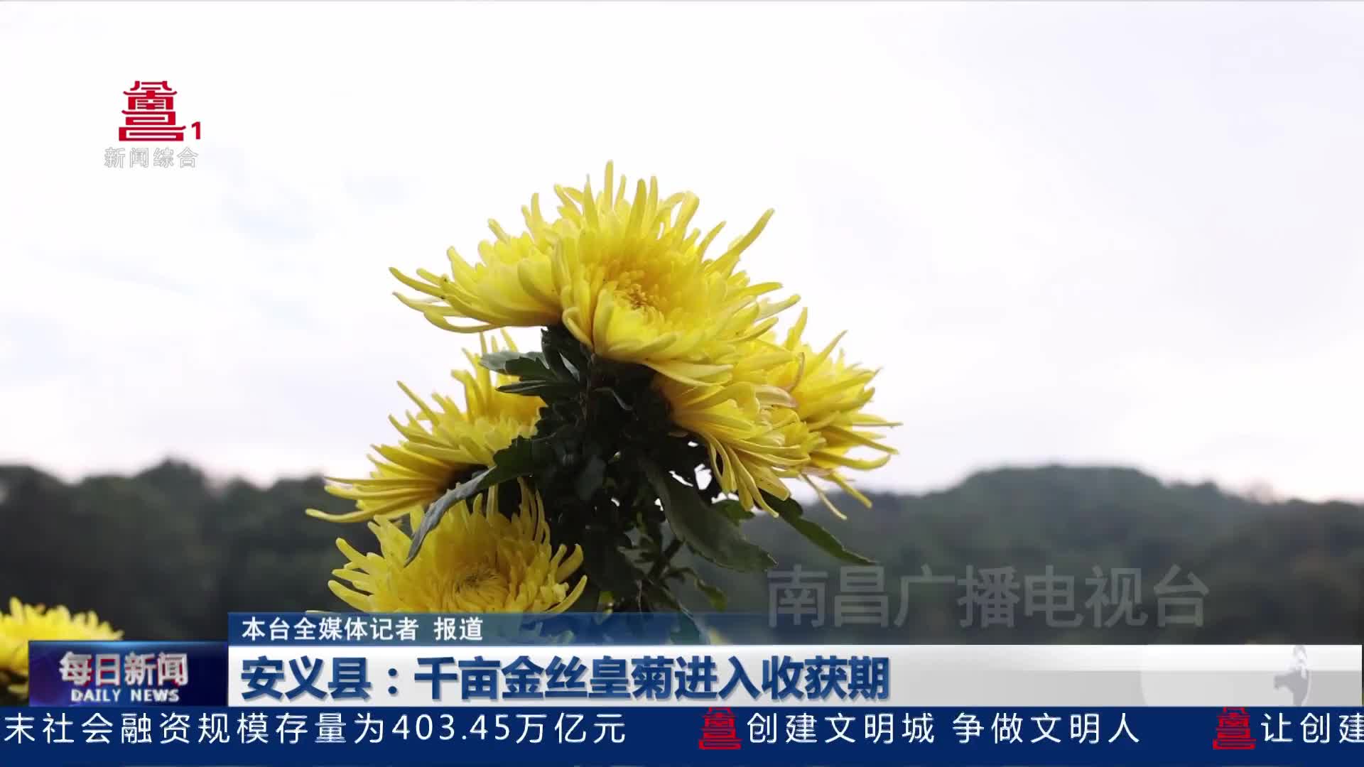 安义县：千亩金丝皇菊进入收获期