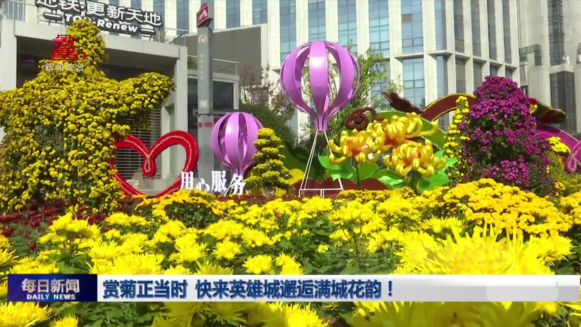 赏菊正当时 快来英雄城邂逅满城花韵！