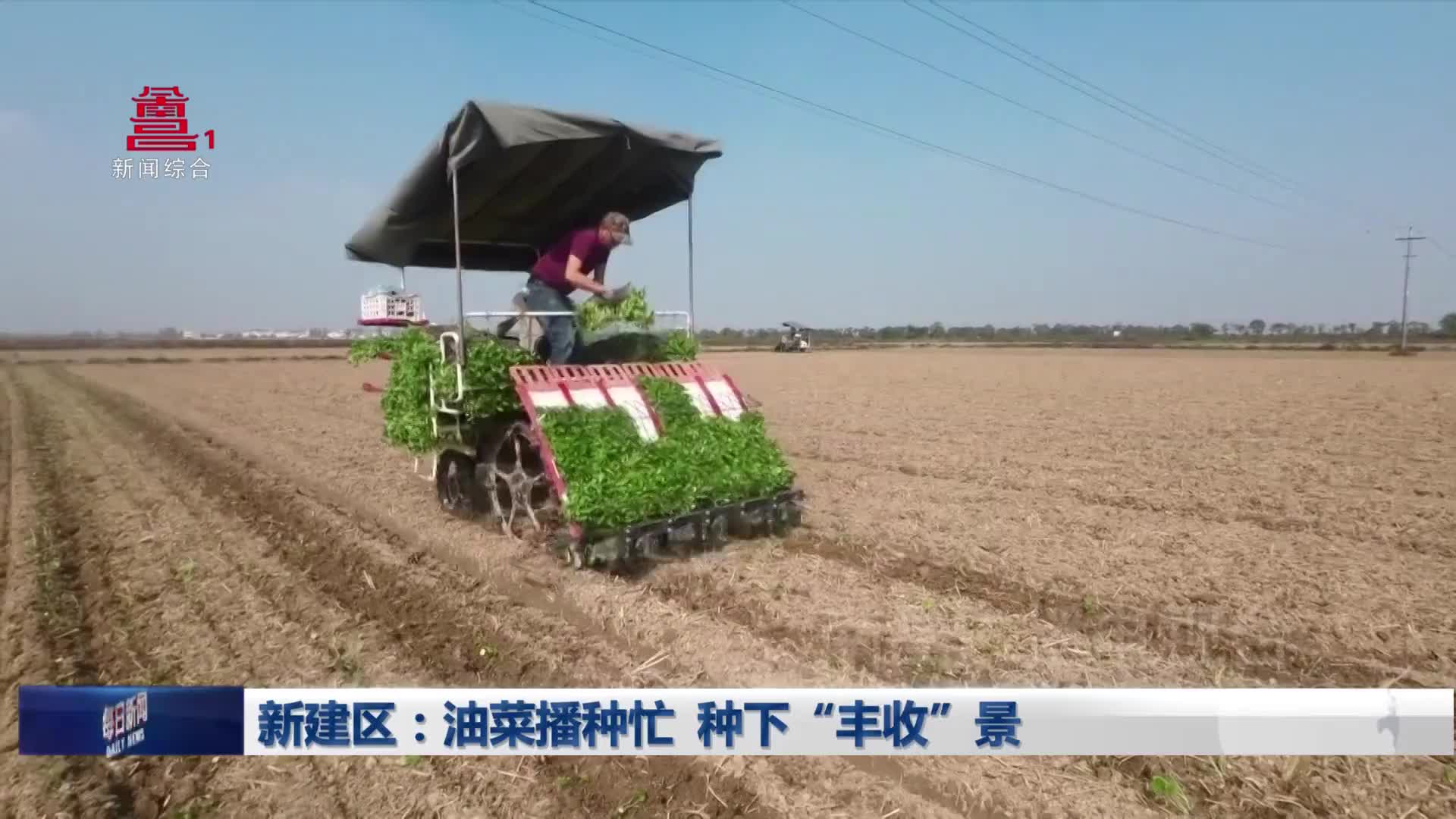 新建区：油菜播种忙 种下“丰收”景