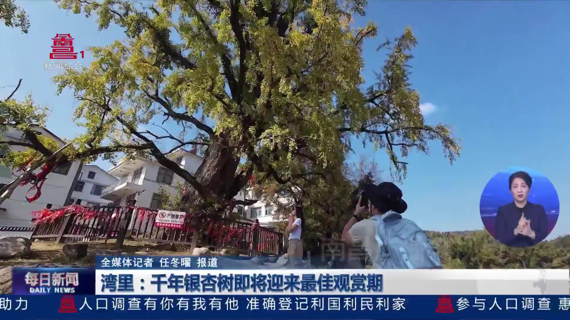 湾里：千年银杏树即将迎来最佳观赏期