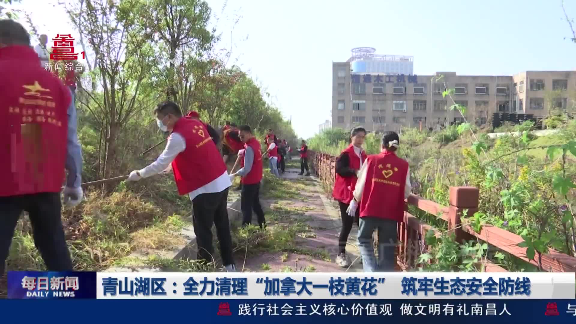 青山湖区：全力清理“加拿大一枝黄花”  筑牢生态安全防线