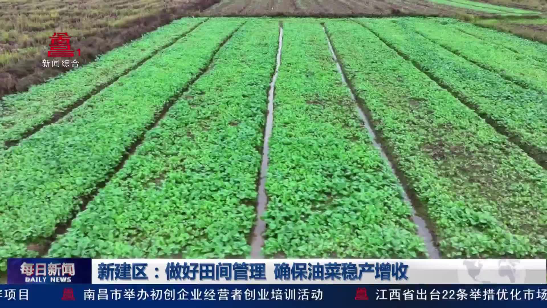 新建区：做好田间管理 确保油菜稳产增收