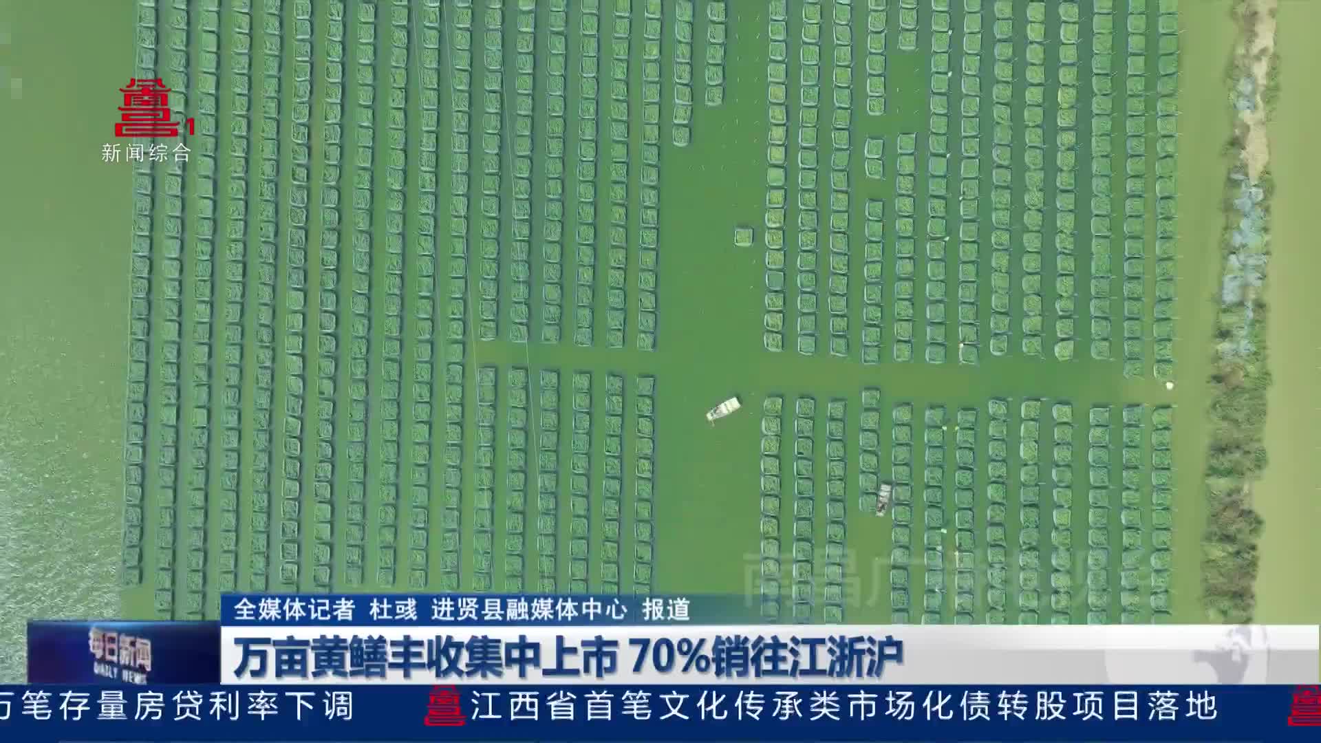 万亩黄鳝丰收集中上市 70%销往江浙沪