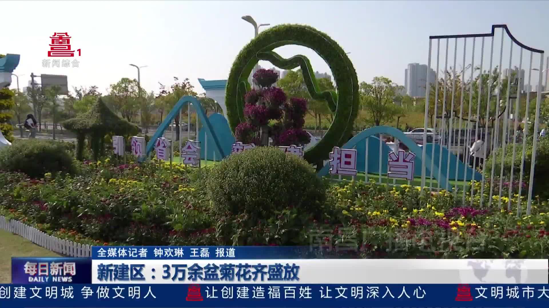 新建区：3万余盆菊花齐盛放