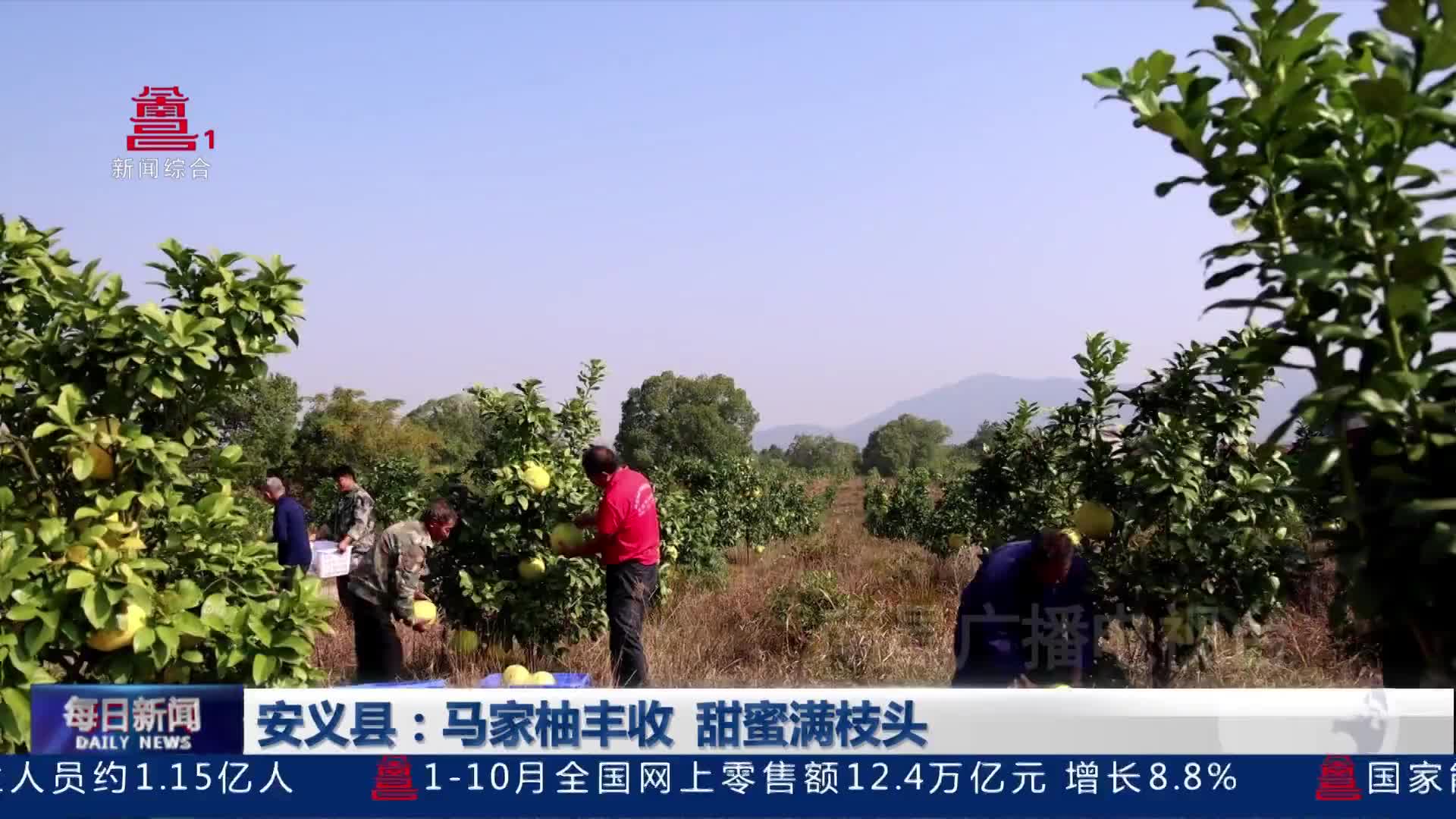 安义县：马家柚丰收 甜蜜满枝头