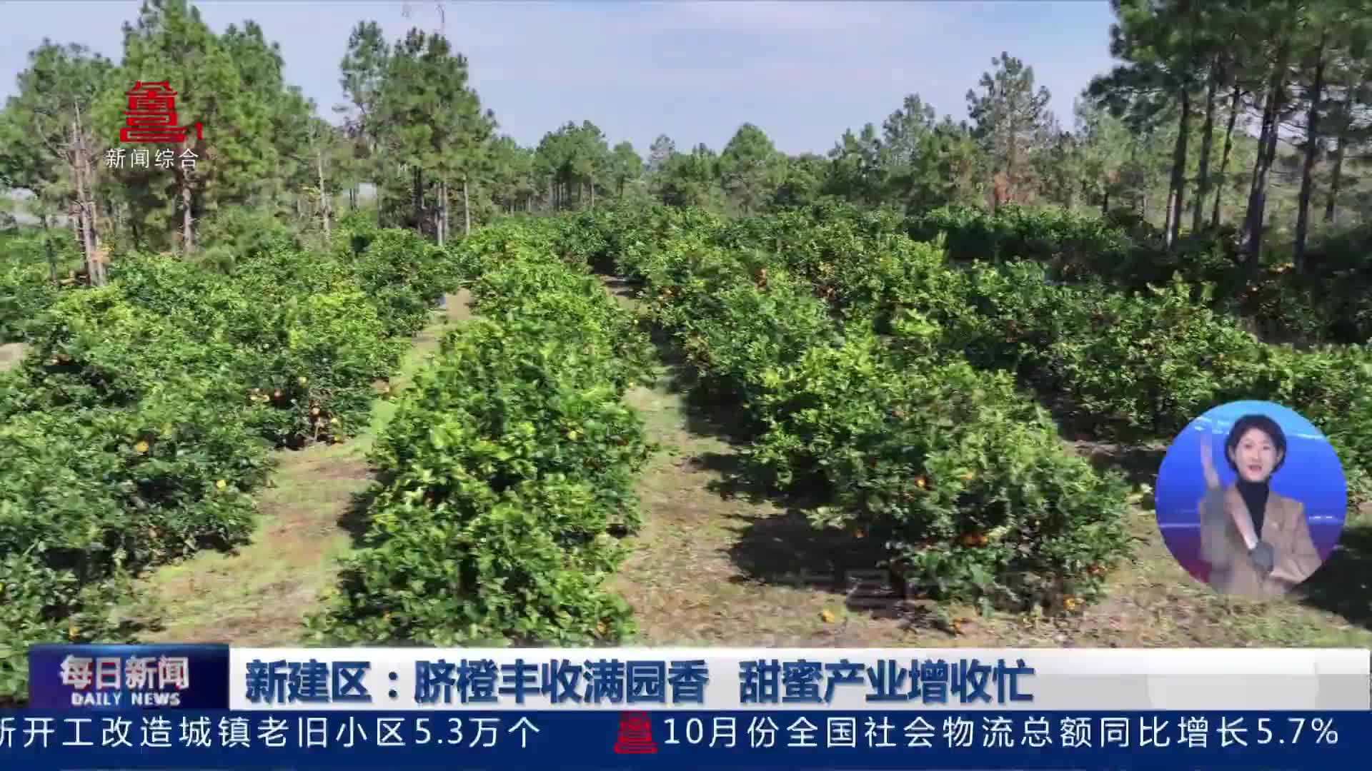 新建区：脐橙丰收满园香   甜蜜产业增收忙