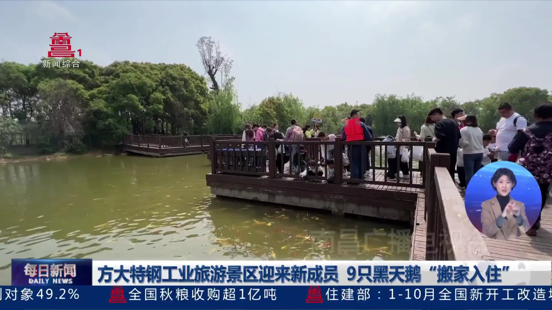 方大特钢工业旅游景区迎来新成员 9只黑天鹅“搬家入住”