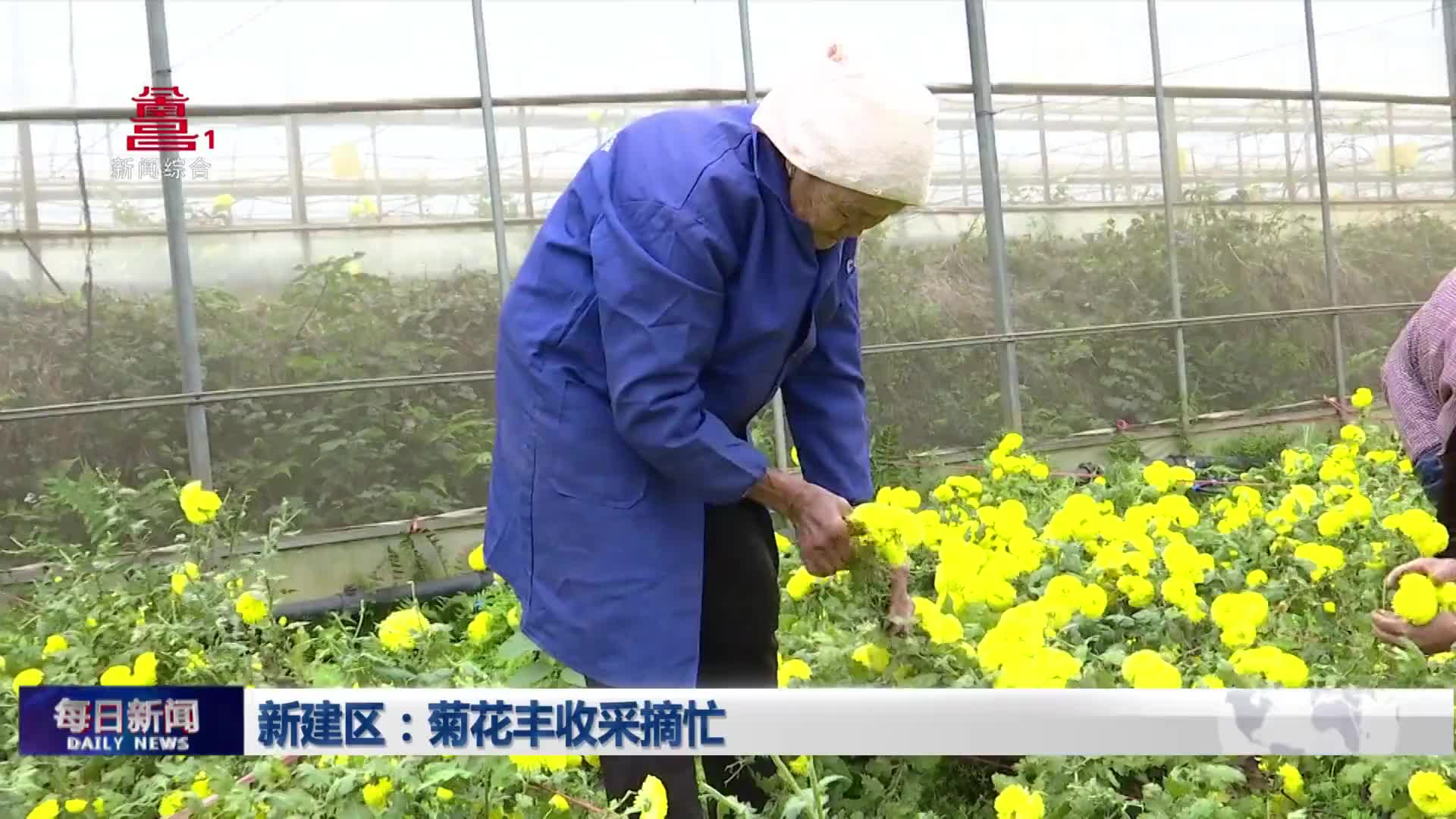 新建区：菊花丰收采摘忙