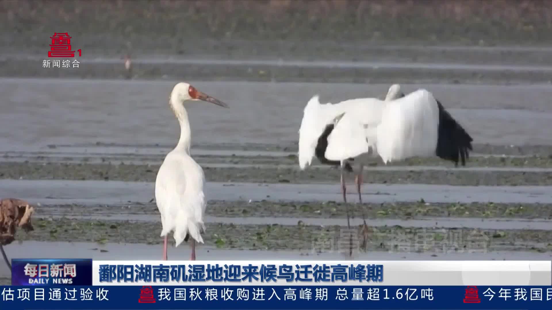 鄱阳湖南矶湿地迎来候鸟迁徙高峰期