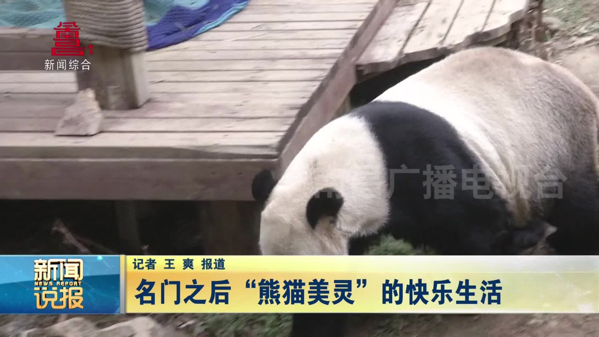名门之后“熊猫美灵”的快乐生活