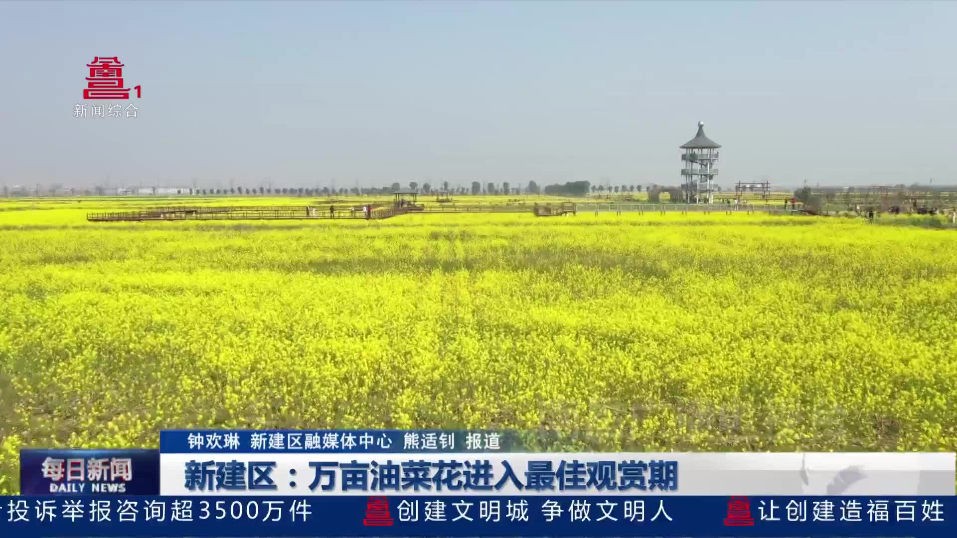 新建区：万亩油菜花进入最佳观赏期