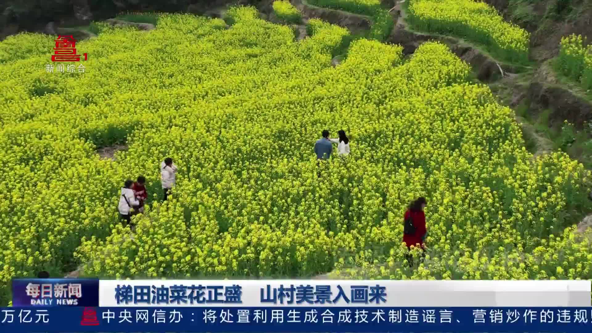 梯田油菜花正盛  山村美景入画来