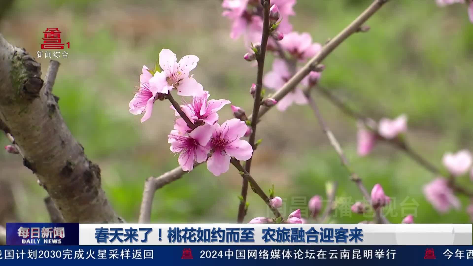 春天来了！桃花如约而至 农旅融合迎客来