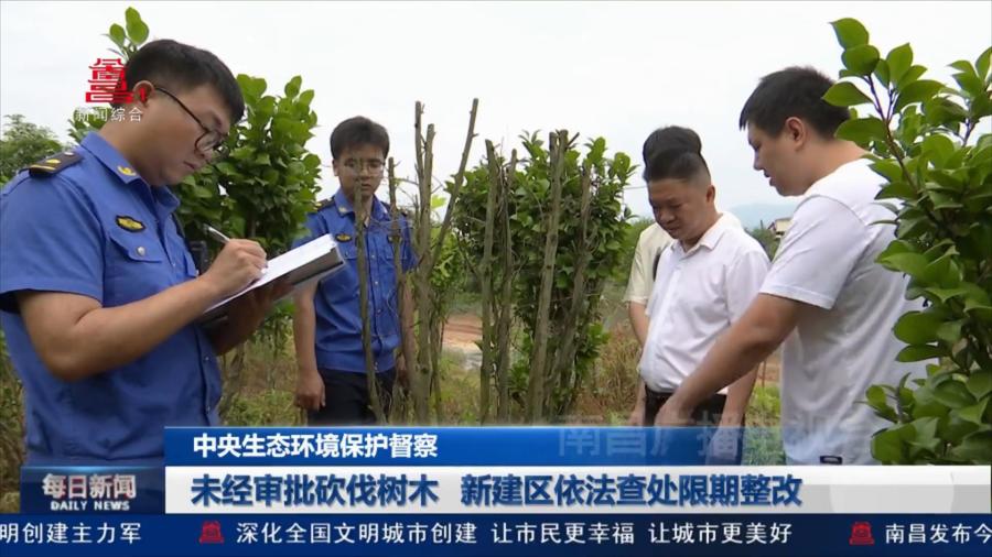 未经审批砍伐树木 新建区依法查处限期整改